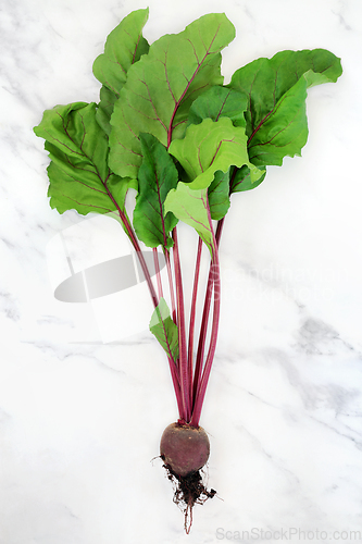 Image of Freshly Picked Beetroot Plant with Rootball