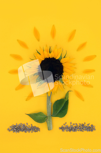 Image of Sunflower Sunny Abstract with Healthy Seeds