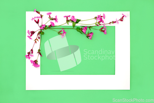 Image of Red Campion Wild Flower Abstract Background Frame