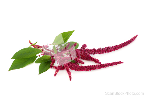 Image of Amaranth Plant with Red Flower Seed