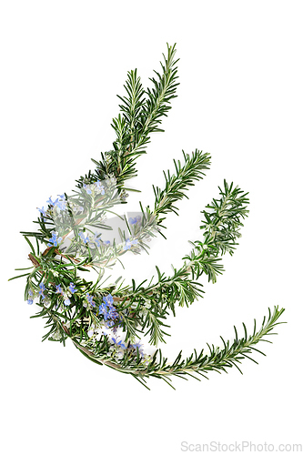 Image of Rosemary Herb Herbal Plant Medicine