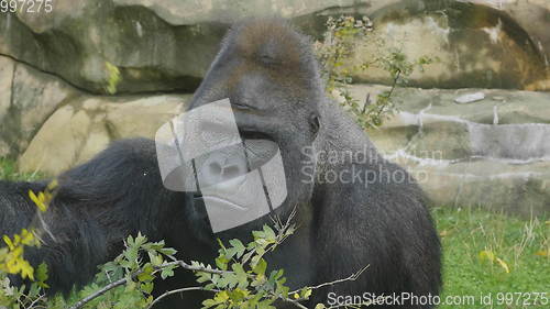 Image of Lowland gorilla on the epic pose of solving his problems.