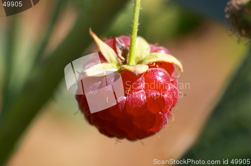 Image of Raspberry