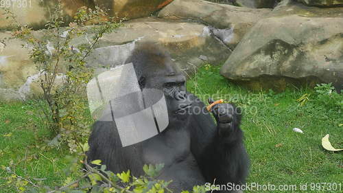 Image of Lowland gorilla on the epic pose of solving his problems.