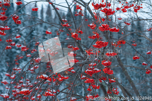 Image of Rowan tree with branches of berries