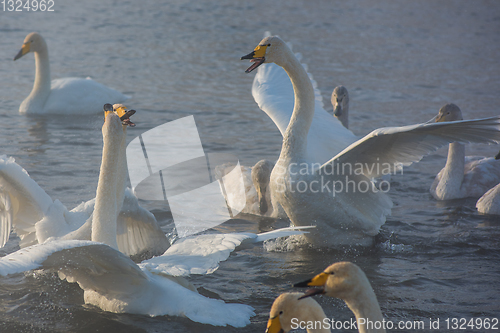 Image of Fighting white whooping swans