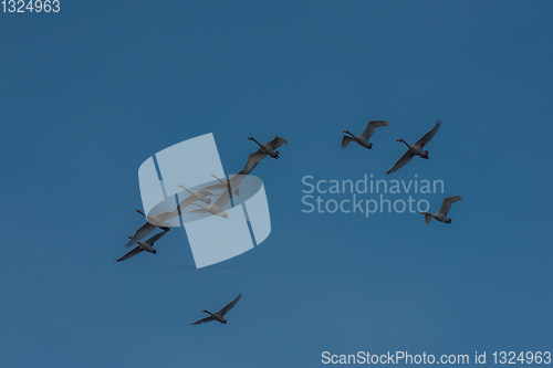 Image of Beautiful white whooping swans