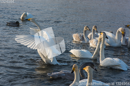 Image of Fighting white whooping swans