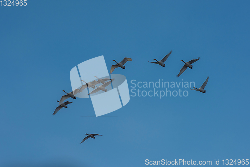 Image of Beautiful white whooping swans