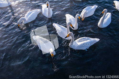 Image of Beautiful white whooping swans