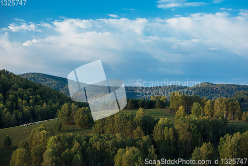 Image of A herd of sheep in the Altai mountains.