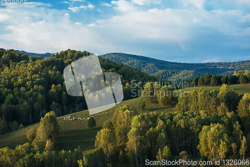 Image of A herd of sheep in the Altai mountains.