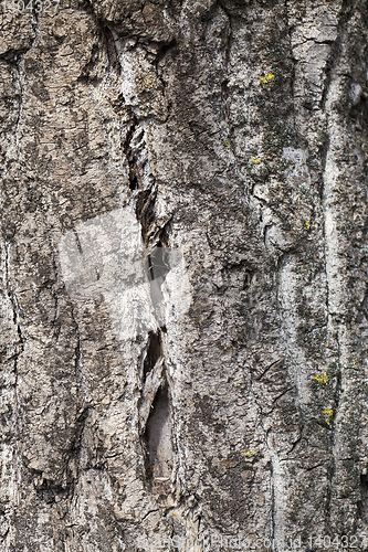 Image of decaying tree trunk