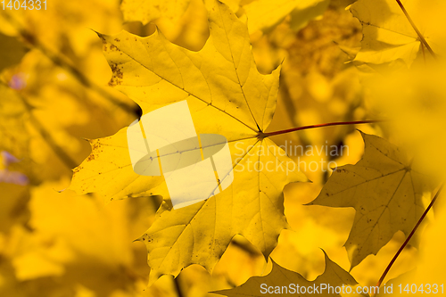 Image of A panel from the group of autumn leaves