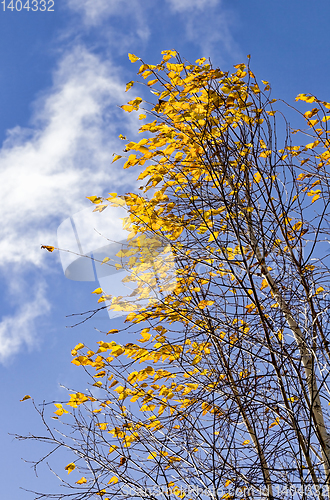 Image of yellow birch autumn foliage