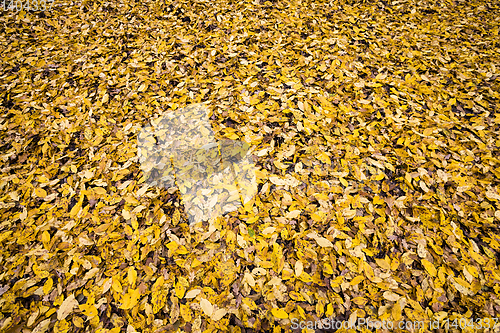 Image of abstract background of autumn foliage