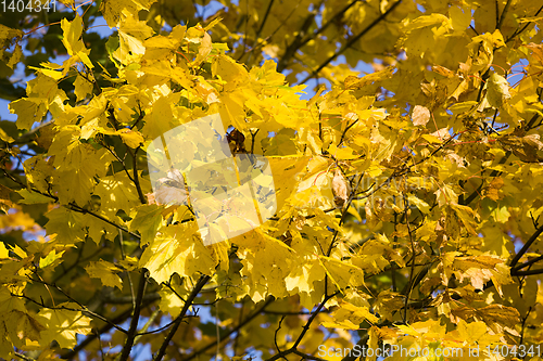 Image of leaf fall in the forest