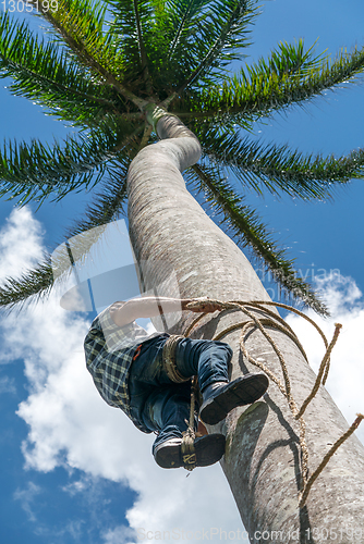 Image of Adult male climbs coconut tree to get coco nuts