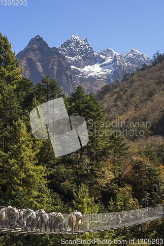 Image of Yaks caravan crossing suspension bridge in Himalayas