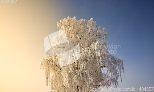 Image of snow covered deciduous birch trees