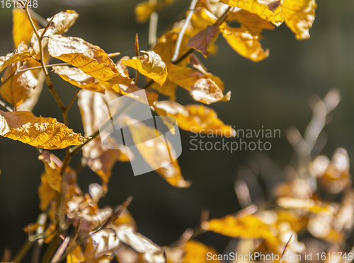 Image of sunny autumn leaves