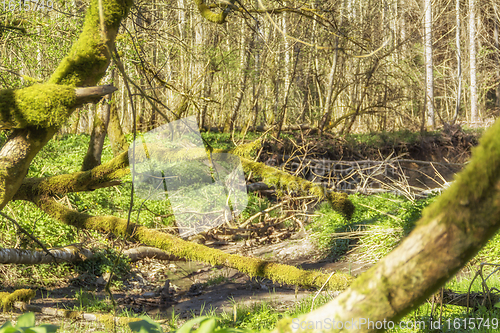 Image of idyllic forest scenery