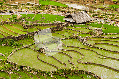 Image of Rice plantations. Vietnam