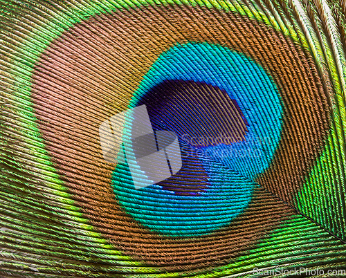 Image of Peacock feather close up