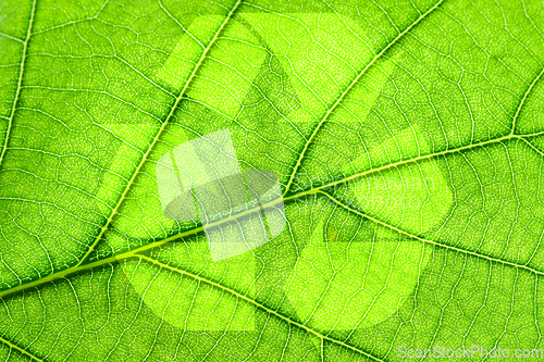 Image of Recycling symbol on leaf