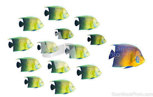 Image of Leadership concept - big fish leading school of tropical fishes