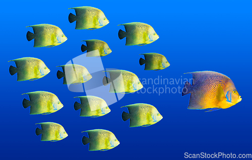 Image of Leadership concept - big fish leading school of tropical fishes