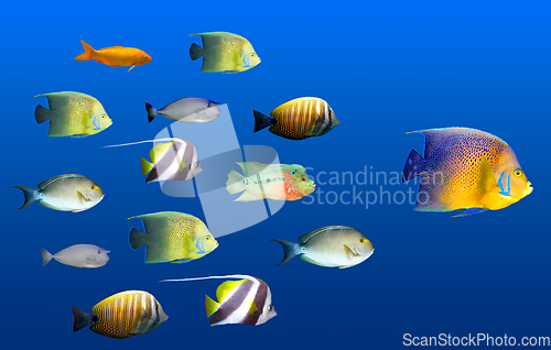 Image of Leadership concept - big fish leading school of tropical fishes