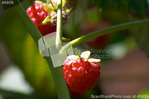 Image of Raspberry