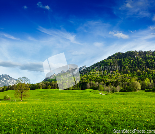 Image of Alpine meadow in Bavaria, Germany