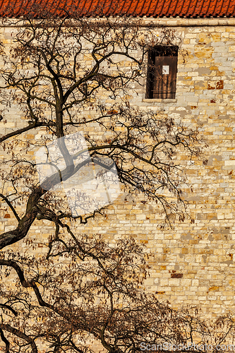 Image of Tree in city - branches agains old brick wall