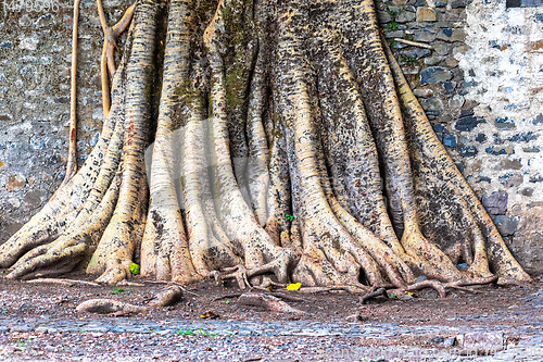 Image of tangle of massive roots