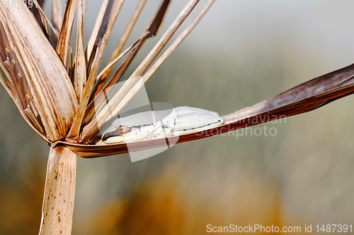 Image of small masked frog on reed, Maroantsetra, Madagascar wildlife