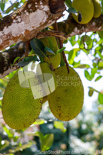 Image of Jackfruit, Artocarpus Heterophyllus, Madagascar