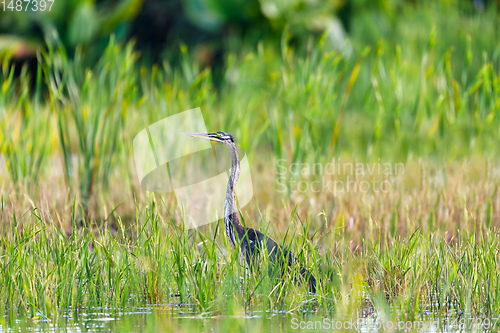 Image of heron Ardea humbloti, Madagascar wildlife