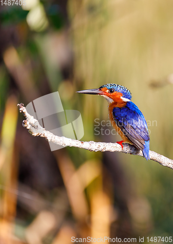 Image of beautiful bird kingfisher, madagascar