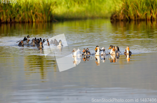 Image of Domestic ducks to the river, Madagascar