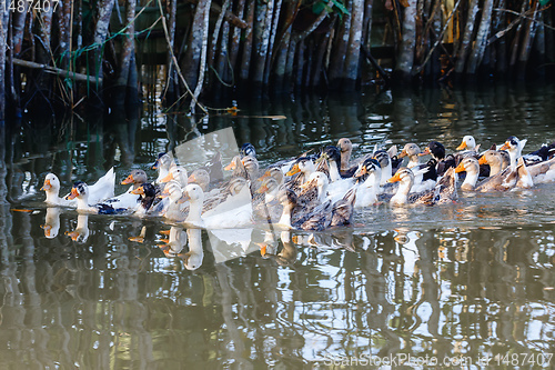 Image of Domestic ducks to the river, Madagascar