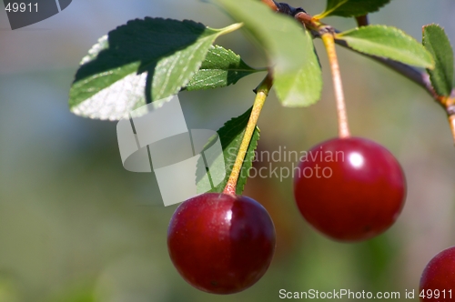 Image of Cherries