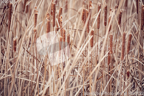 Image of orange reeds blowing in the wind.