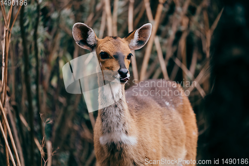 Image of rare Menelik bushbuck, Ethiopia, Africa wilderness