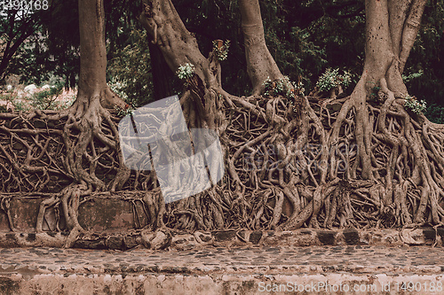 Image of tangle of massive roots, Ethiopia