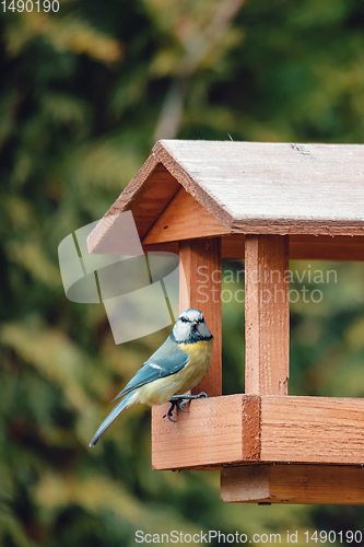 Image of beautiful small bird great tit on bird feeder