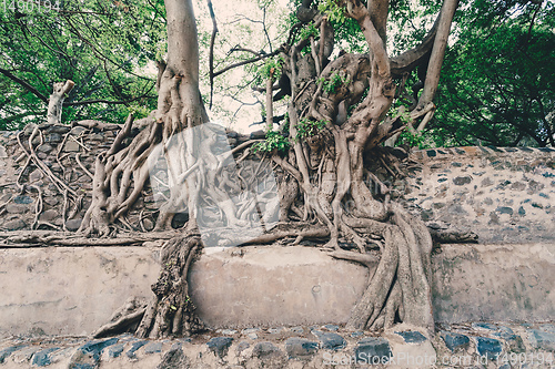 Image of tangle of massive roots, Ethiopia