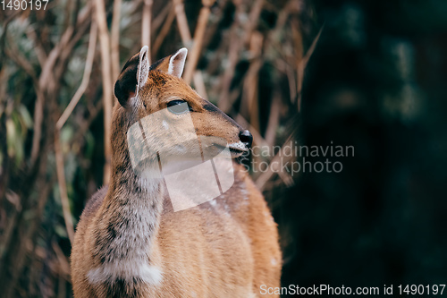 Image of rare Menelik bushbuck, Ethiopia, Africa wilderness