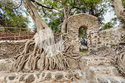 Image of tangle of massive roots, Ethiopia